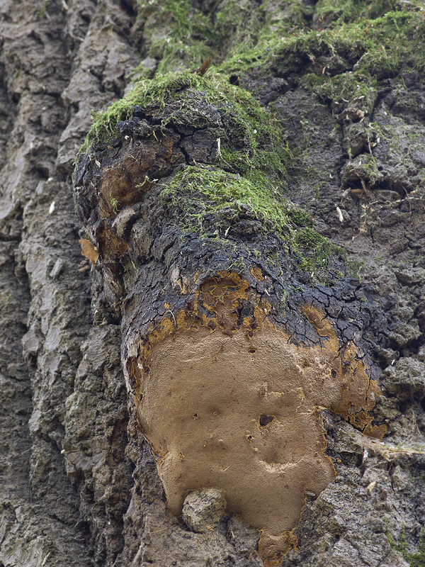 Phellinus pilatii